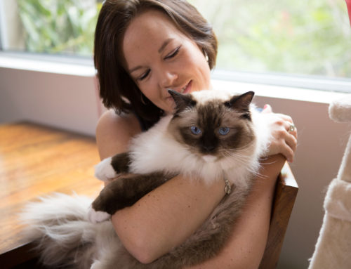 Ten signs your cat loves you back