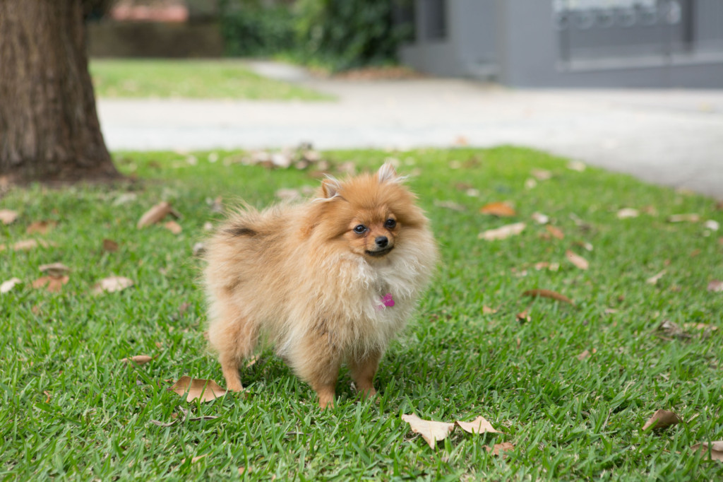 Dogs adapting to apartment lIfe