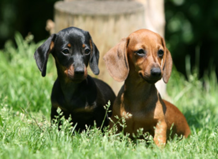 DachsHunds Pair