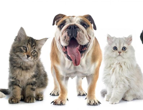 What Is Pet Insurance?