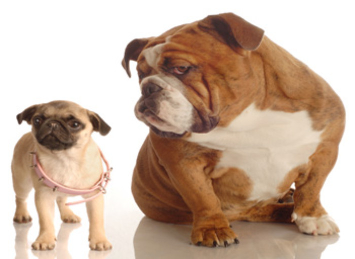 Dog Breeds known for Genetic Health problems