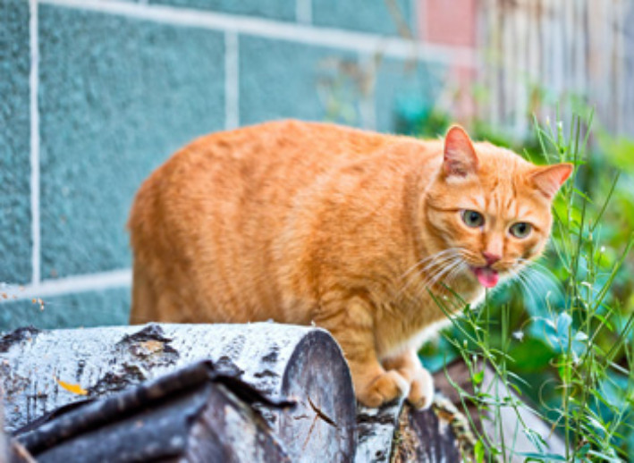 Overweight Ginger Cat