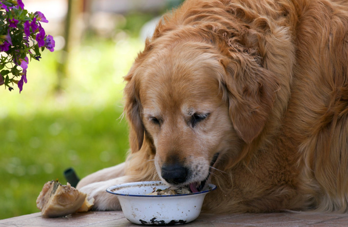 Hunger in Dogs