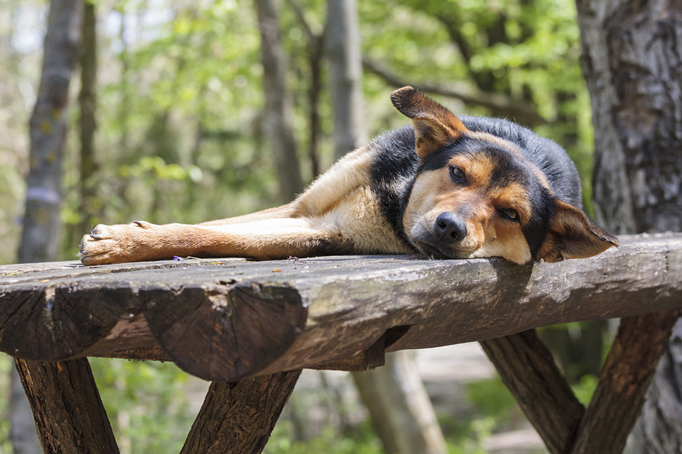 dogs catch colds