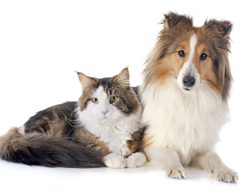 Owning a pet leads to a longer and happier life.