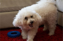 Astro French Poodle