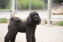 Charlie Cavoodle