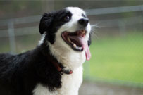 Kassie Border Collie