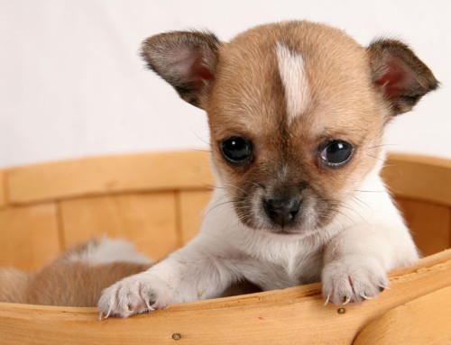 5 tips for buying and taking home a new puppy