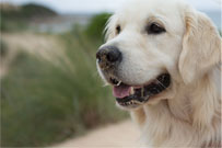 Sunny Labrador