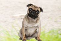 Trixie Pug