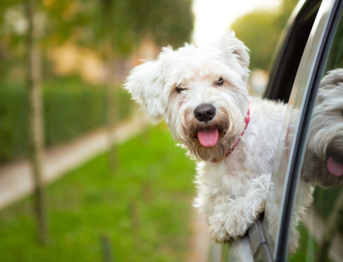 Amazing things that dogs do with their noses