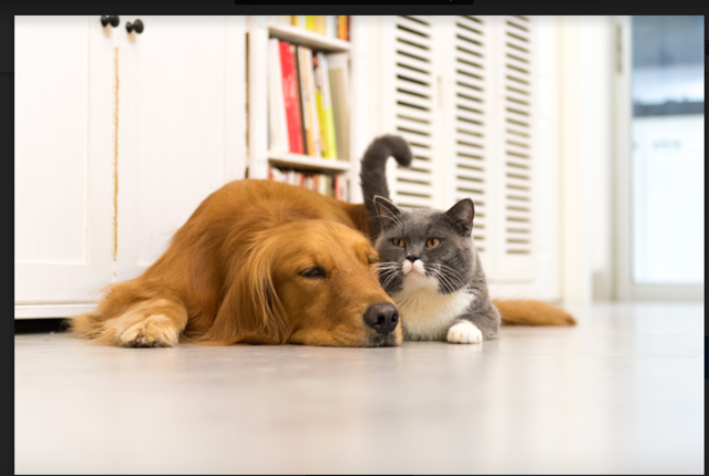 dog and cat on floor