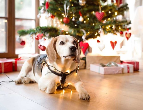 How to keep your furry friend entertained this Christmas