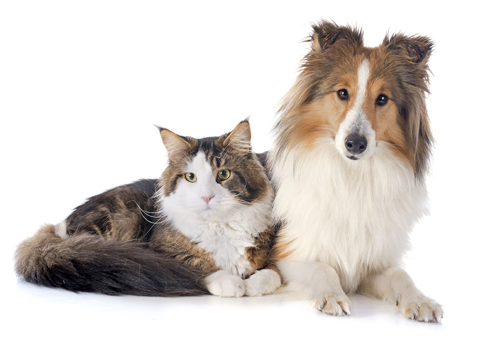 Owning a pet leads to a longer and happier life.