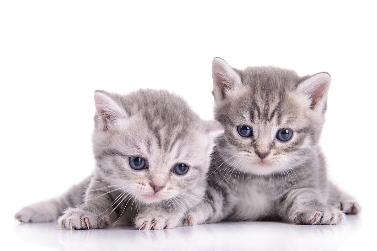 Answers to common questions about your cat’s nutrition.