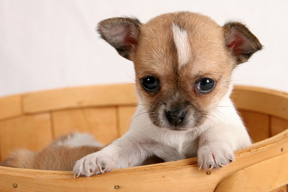 5 tips for buying and taking home a new puppy