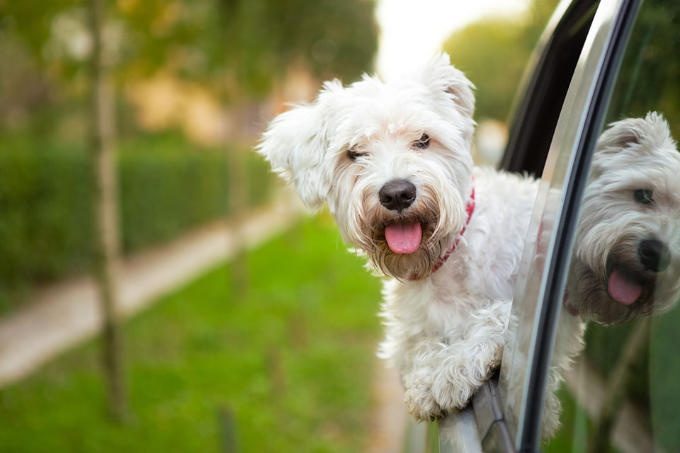 Amazing things that dogs do with their noses