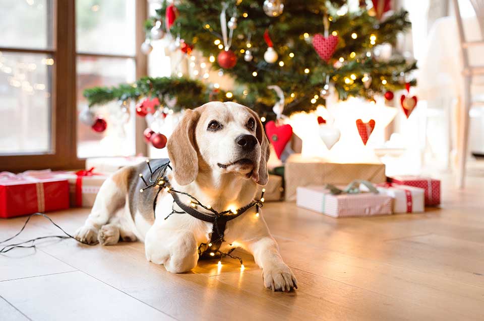 How to keep your furry friend entertained this Christmas